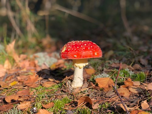 mushroom  deadly  poison