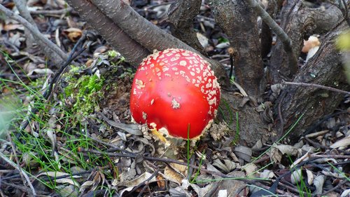 mushroom  amanita  muscaria