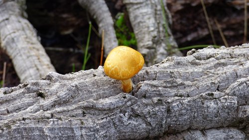 mushroom  tree  trunk