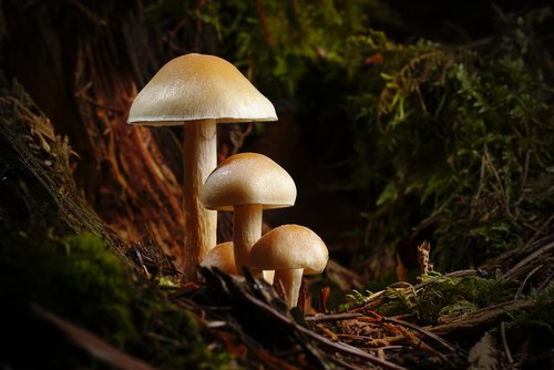 mushroom  mushrooms  autumn