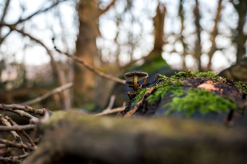 mushroom  forest  closeup