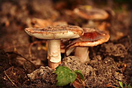 mushroom  stem  cap
