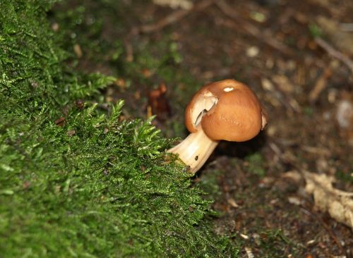 mushroom forest mushroom forest