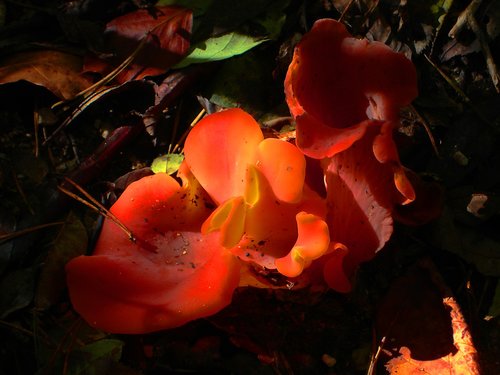 mushroom  red  becherling