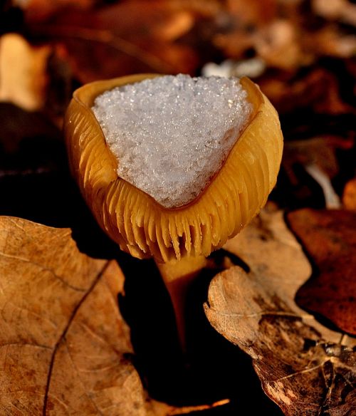 mushroom snow leaf