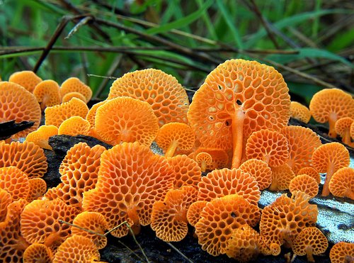 mushroom  wild  fungi