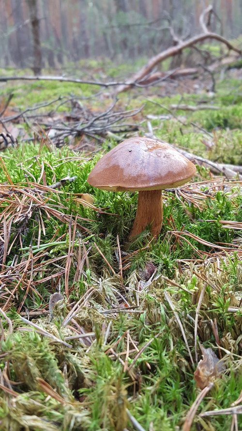 mushroom  forest  nature