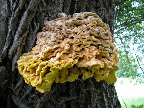 mushroom tree plant