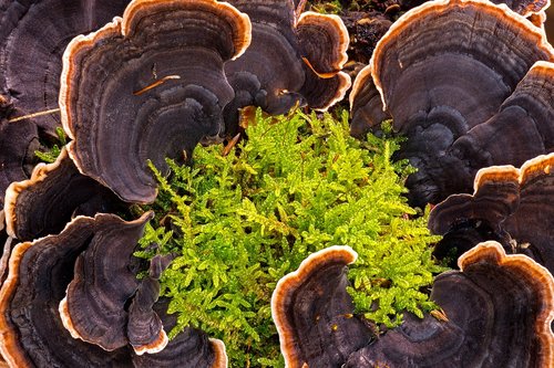 mushroom  tree fungus  moss