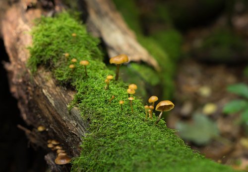 mushroom  nature  forest