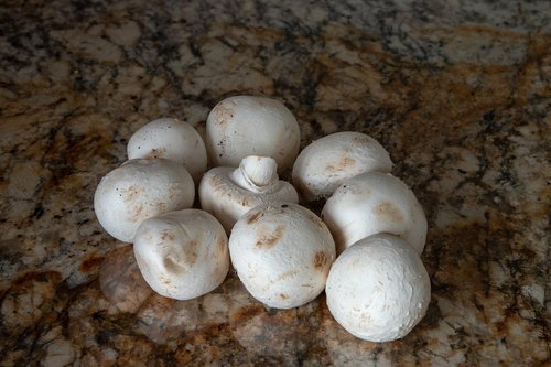 mushroom  mushrooms  eat