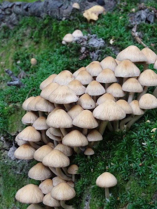 mushroom  forest  wood