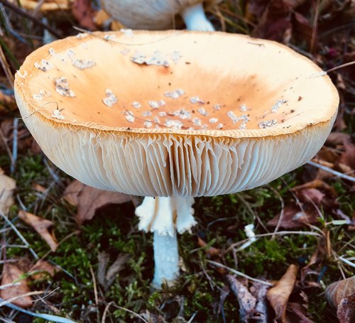mushroom  autumn  forest