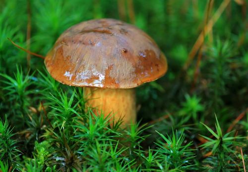 mushroom chestnut mushroom forest plant