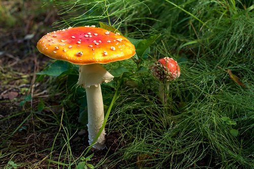 mushroom  alaska  anchorage
