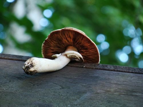 mushroom forest the collection of