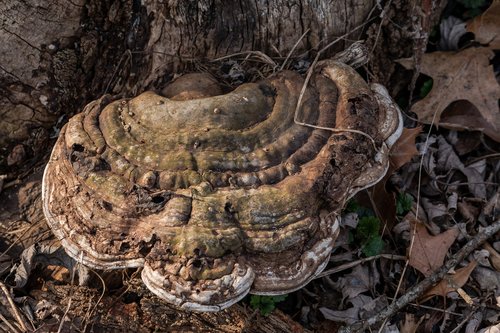 mushroom  nature  brown