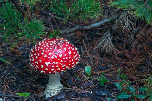 mushroom  fungus  toxic
