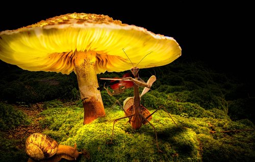 mushroom  snail  forest