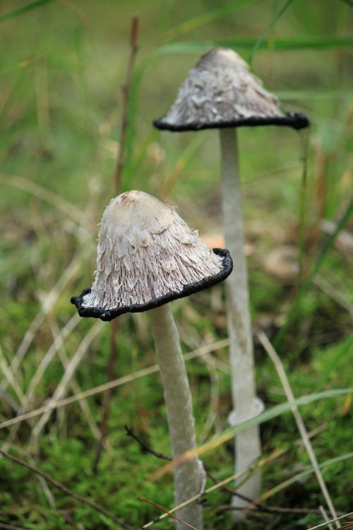 mushroom tintenschoepfling forest