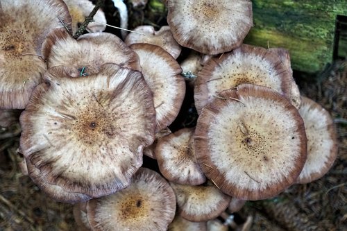 mushroom  round  nature