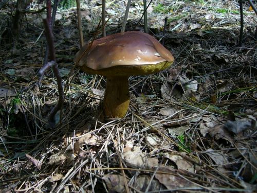 mushroom chestnut forest