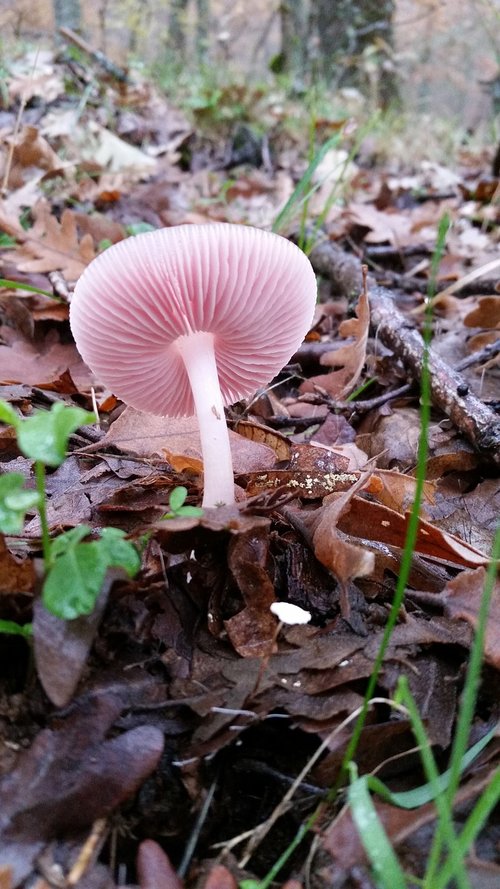 mushroom  field  fungi