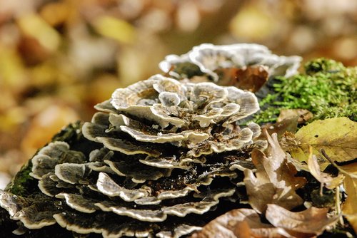 mushroom  nature  autumn