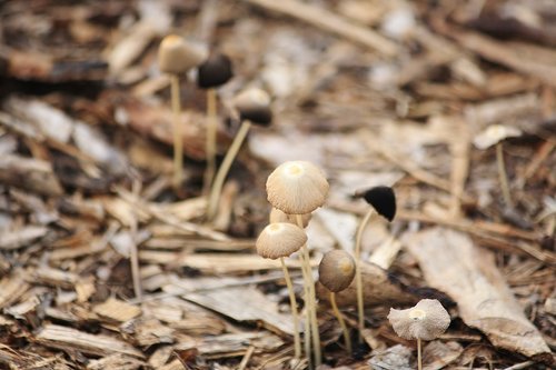 mushroom  brown  woodchips