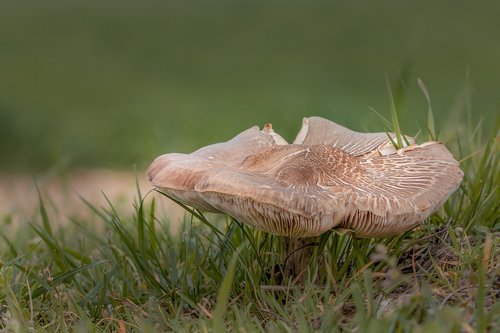 mushroom  nature  meadow