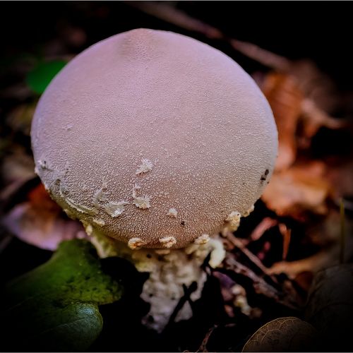 mushroom wild nature