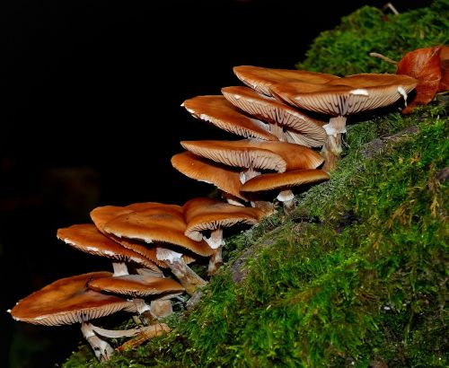 mushroom wild nature