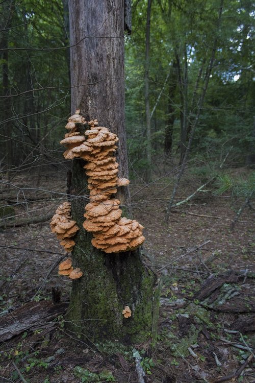 mushroom  forest  orange