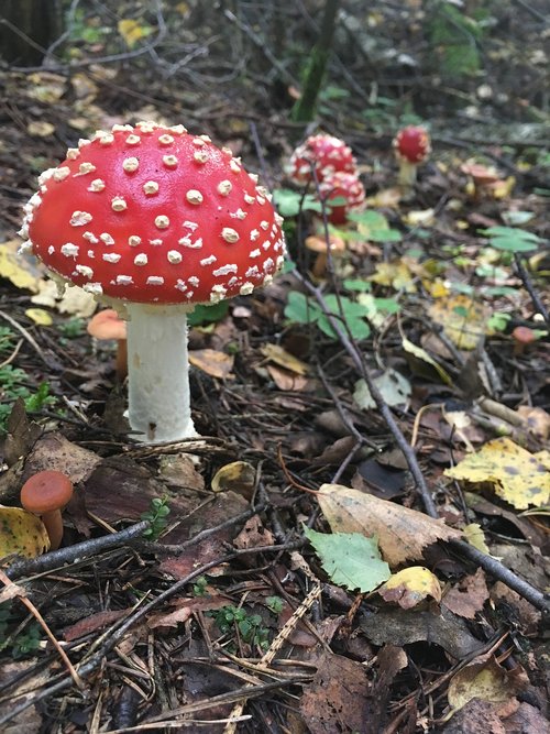 mushroom  mushrooms  amanita