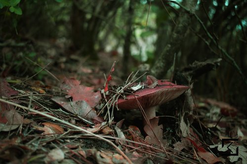 mushroom  forest  red