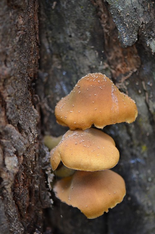 mushroom  natural  forest