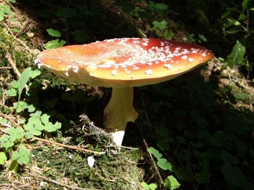 mushroom nature lamellar