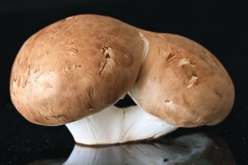 mushroom  eat  food
