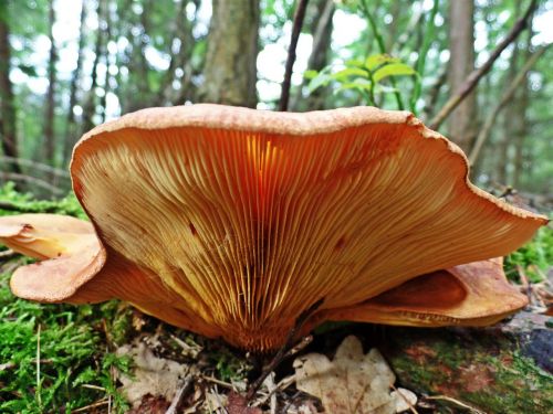 mushroom forest nature