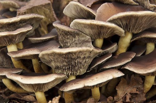 mushroom  autumn  season
