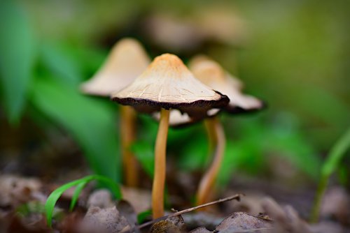 mushroom  mycena  fungus