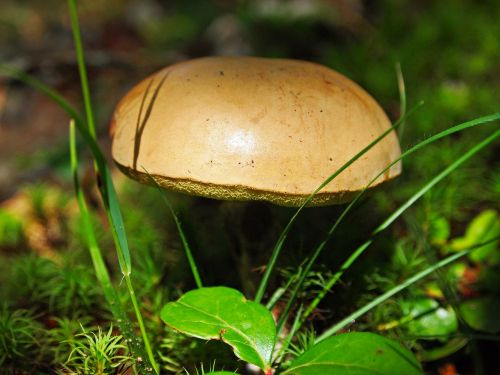 mushroom fungus forest