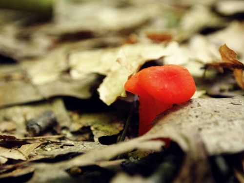 mushroom orange little
