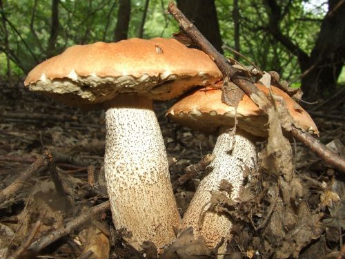 mushroom boletus érdesnyelű forest