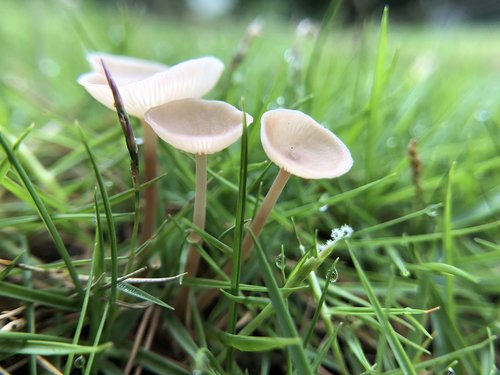 mushroom  fresh  natural