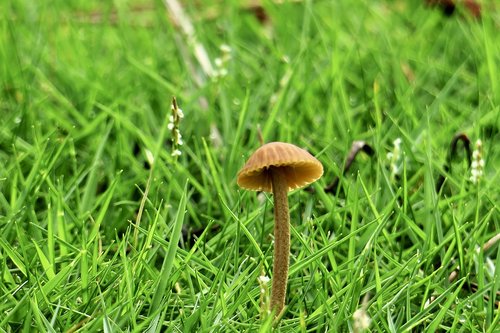 mushroom  fresh  natural