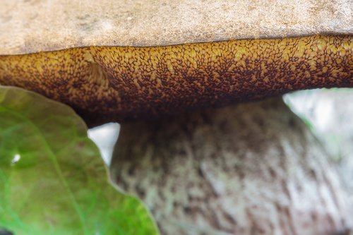 mushroom  rac  chestnut mushroom