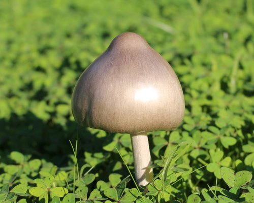 mushroom  toadstool  silver coloured