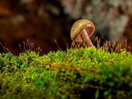 mushroom  small mushroom  moss