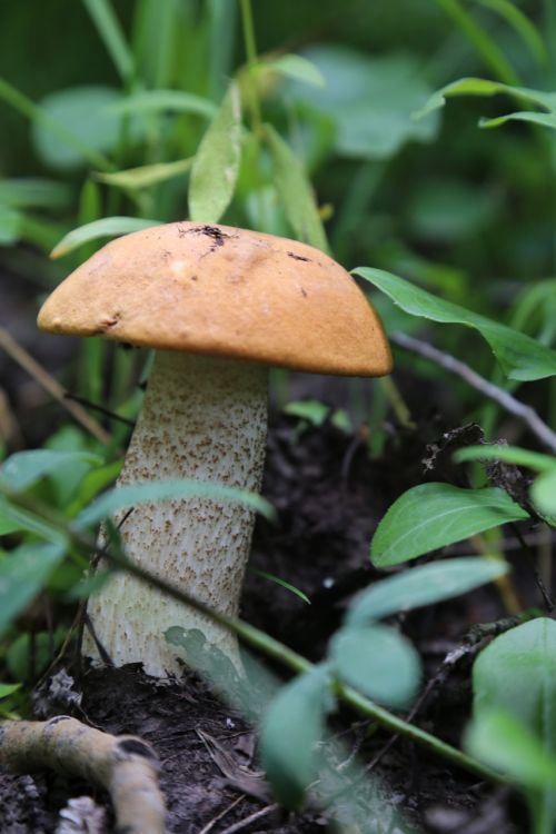 mushroom wild natural